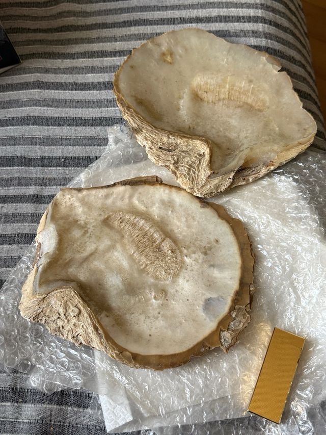 Collezione conchiglie