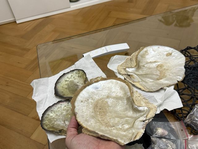 Collezione conchiglie