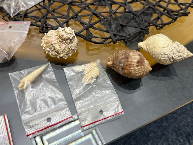 Collezione conchiglie