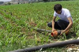 Jardineria, Poda, Siega, Riego, Plantación Cesped.