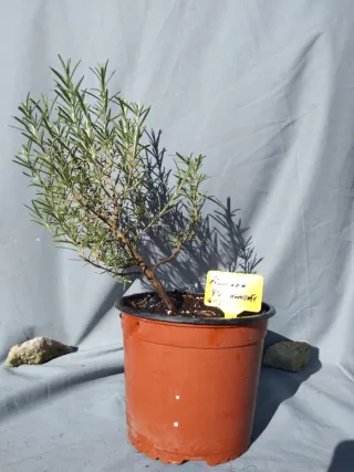 Planta de Romero estilo Bonsái