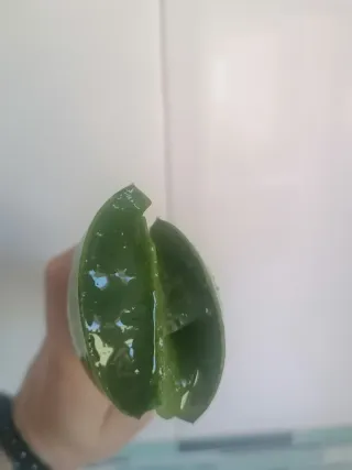 Pencas de Aloe Vera
