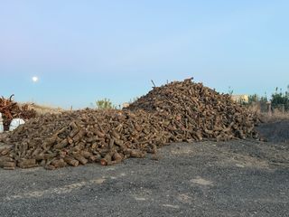 Leña de almendro, frutal, pino, olivo