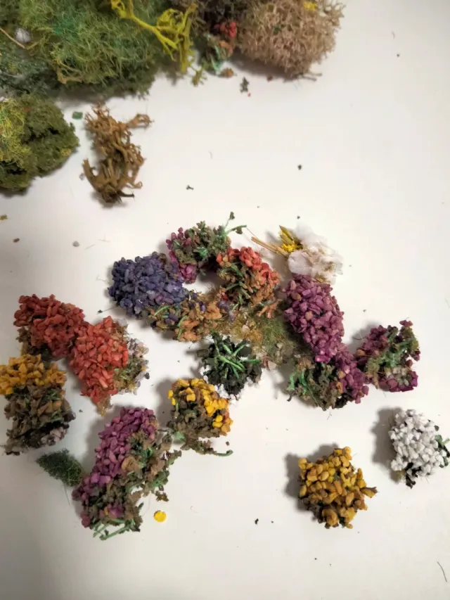 Lote H0: Musgos, Flores y Líquenes