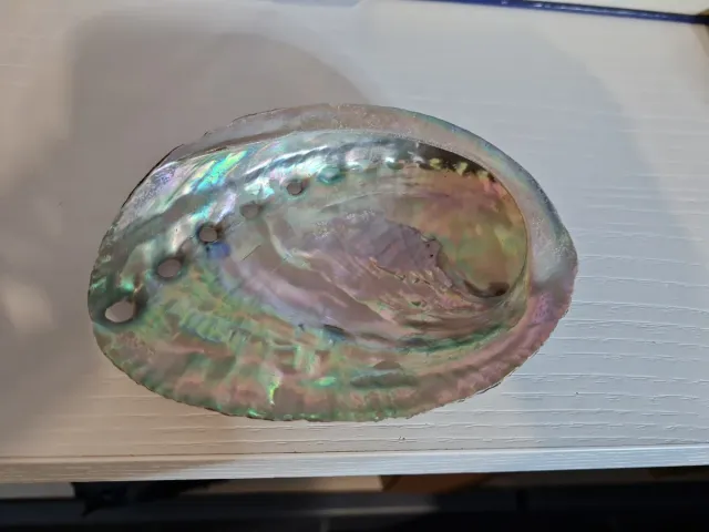 Caracola marina iridiscente