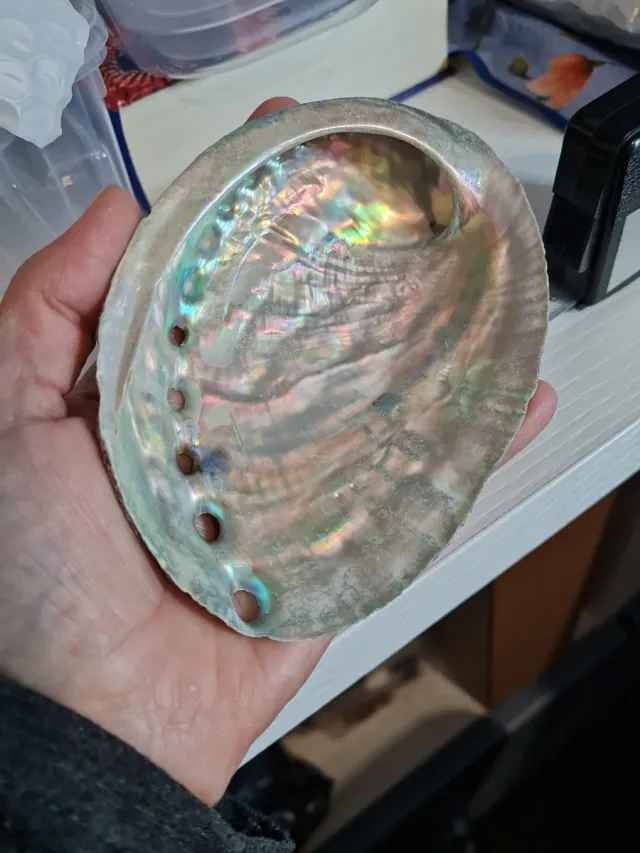 Caracola marina iridiscente