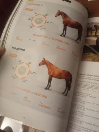 SMQ Señor Marqués. XX Especial: Horses. 2019