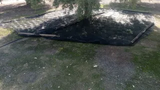 Lonas para aceitunas