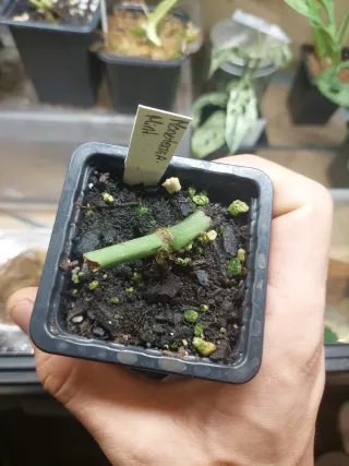 Monstera Adansonii Mint - Estaca