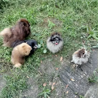 Pomerania/Lulú TRANSPORTIN o para perros pequeños.