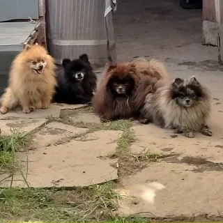 Pomerania/Lulú TRANSPORTIN o para perros pequeños.