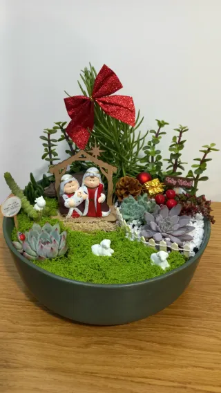 Presépio de Suculentas