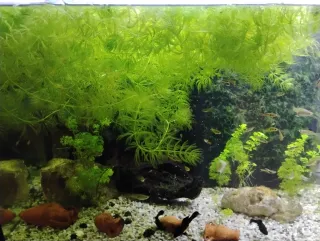 Planta de acuario Cola de Zorro