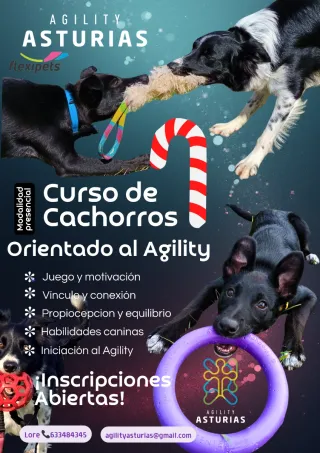 Curso de cachorros