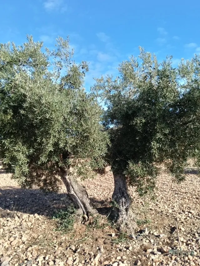 Se vende Terreno 3.5 Hectáreas de Olivos