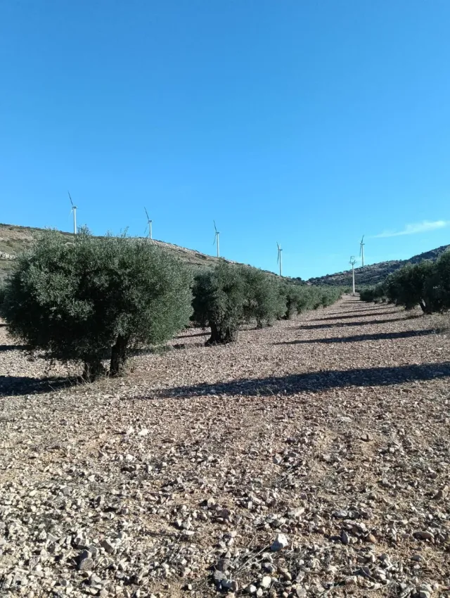 Se vende Terreno 3.5 Hectáreas de Olivos