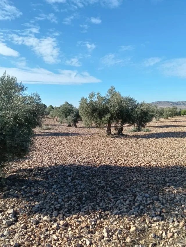 Se vende Terreno 3.5 Hectáreas de Olivos