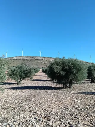 Se vende Terreno 3.5 Hectáreas de Olivos