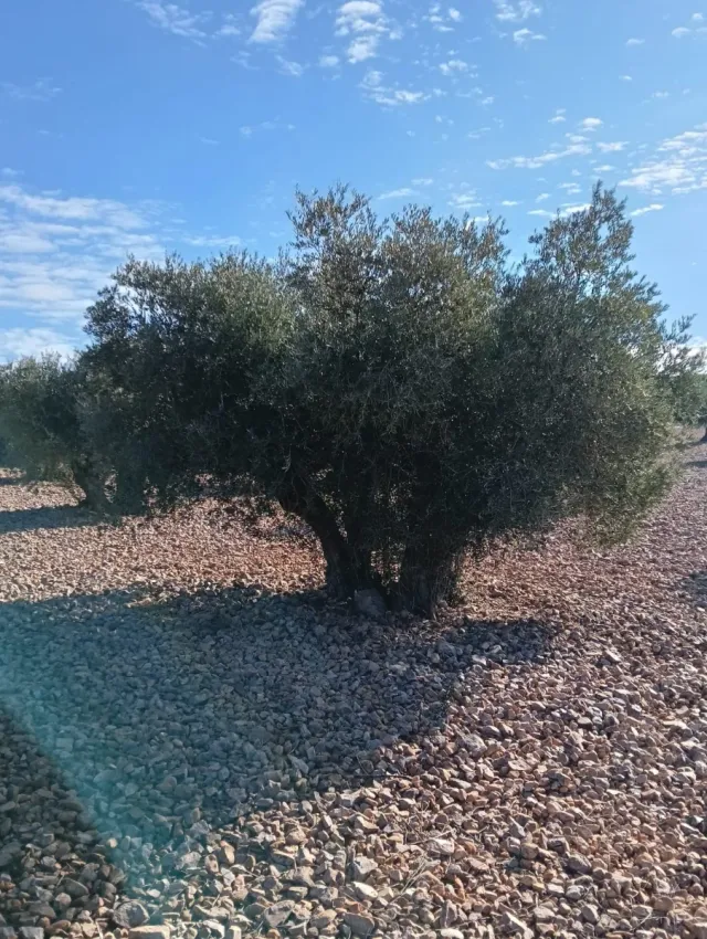 Se vende Terreno 3.5 Hectáreas de Olivos