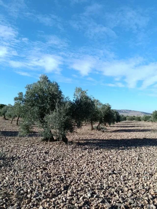 Se vende Terreno 3.5 Hectáreas de Olivos