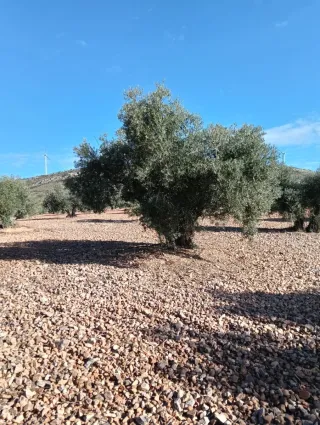 Se vende Terreno 3.5 Hectáreas de Olivos