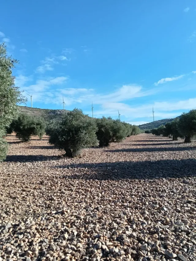 Se vende Terreno 3.5 Hectáreas de Olivos