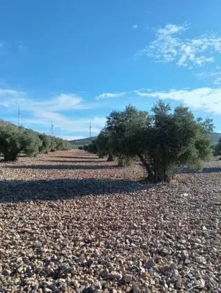 Se vende Terreno 3.5 Hectáreas de Olivos