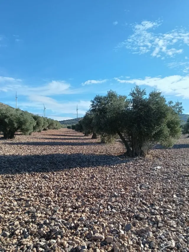 Se vende Terreno 3.5 Hectáreas de Olivos