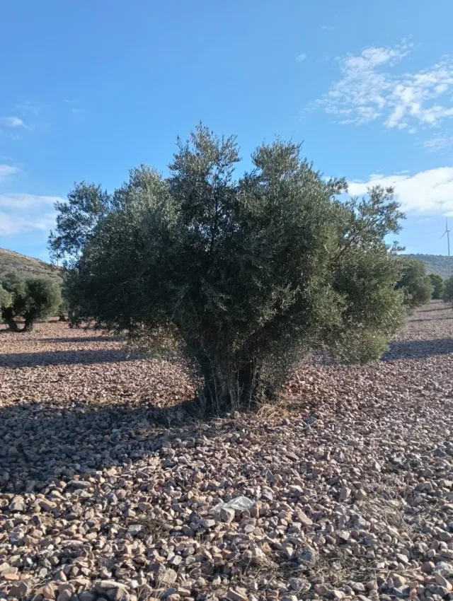 Se vende Terreno 3.5 Hectáreas de Olivos