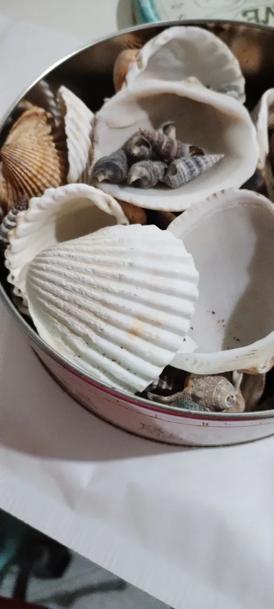 Caja con conchas decorativas