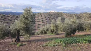 Finca de olivos con casa en MONTORO...