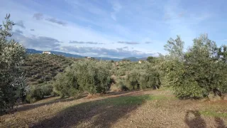 Finca de olivos con casa en MONTORO...