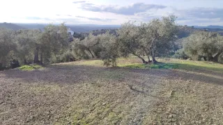 Finca de olivos con casa en MONTORO...