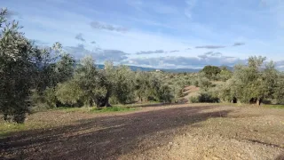 Finca de olivos con casa en MONTORO...