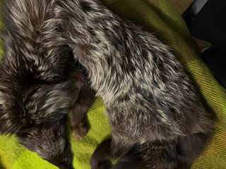 Stola volpe argentata vintage