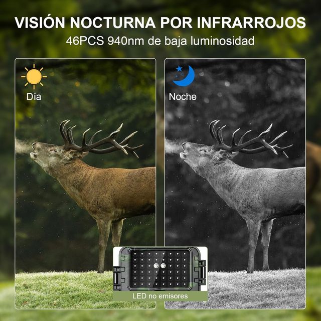 Lutranstra Cámara de vida silvestre 4K