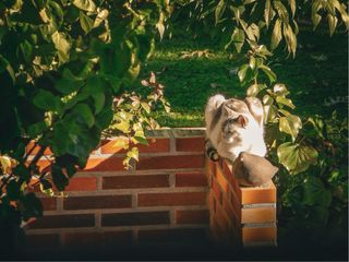 Ofrezco trabajo como fotógrafa