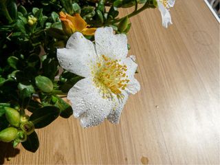 Ofrezco trabajo como fotógrafa