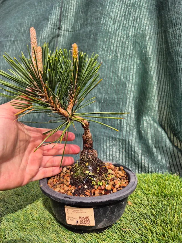 Prebonsai Pino Thunbergii KO501