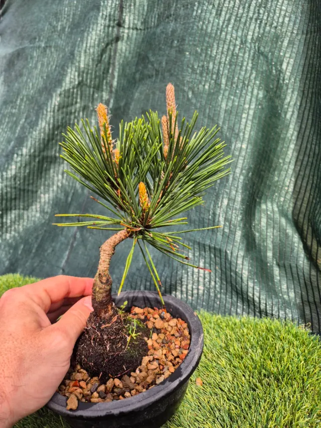 Prebonsai Pino Thunbergii KO501