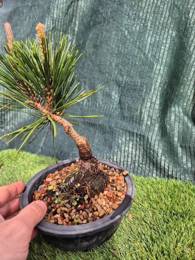 Prebonsai Pino Thunbergii KO501