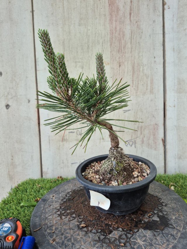 Prebonsai Pino Thunbergii KOTOBUKI501,