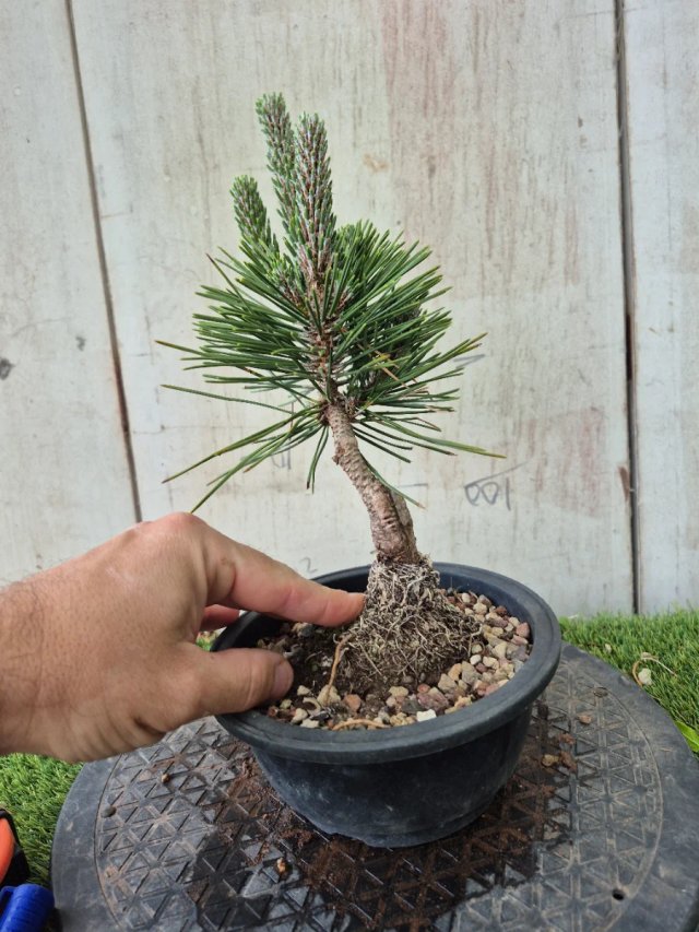 Prebonsai Pino Thunbergii KOTOBUKI501,