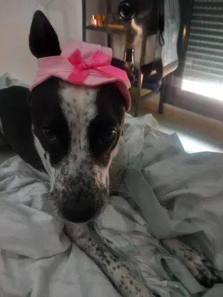 Guardería canina