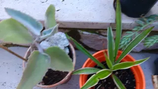 10 Piante Grasse Miste