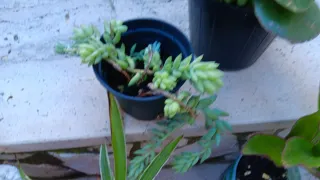 10 Piante Grasse Miste