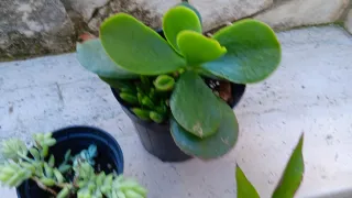 10 Piante Grasse Miste