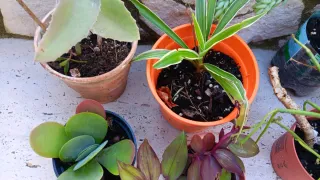 10 Piante Grasse Miste