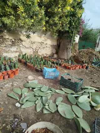 Planta de chumbos con raíces