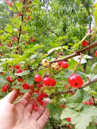 Grosella roja temprana